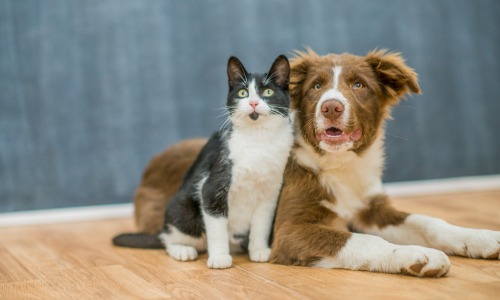 Cat and Dog