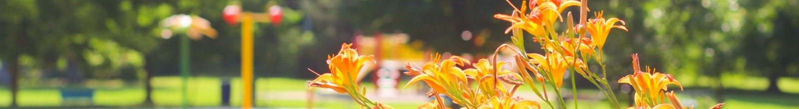 Flowers with the splash pad and playground in background