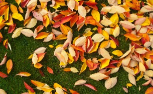 leafs