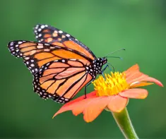 butterfly