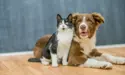 dog-and-catsm.jpg